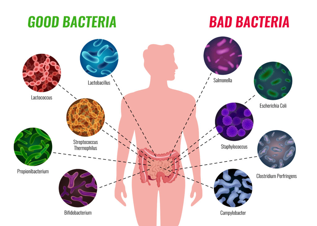 probiotic foods bacteria